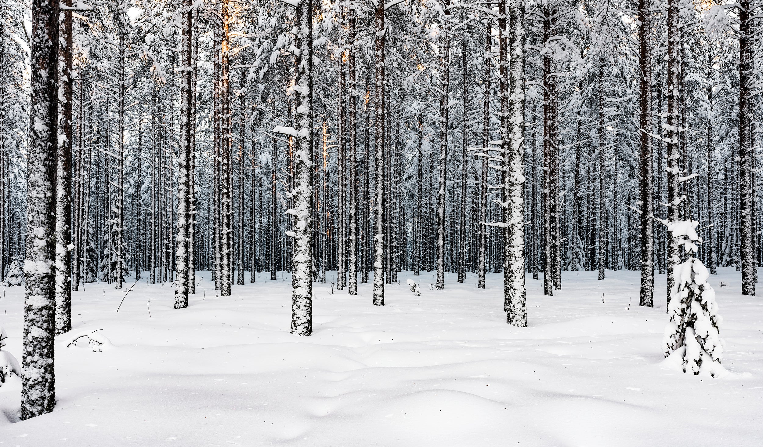 Snow-covered pine forest in winter morning