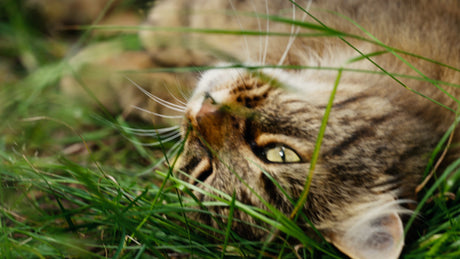 Playful Tabby Cat Rolls in Green Grass: A Summer Joy Macro Shot