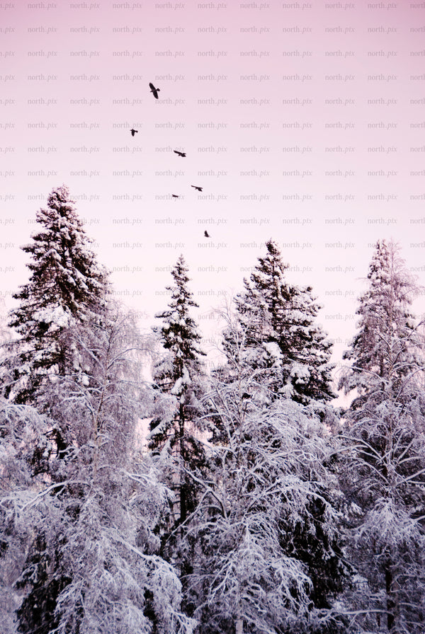 Snow-covered evergreen trees with birds in pink sky