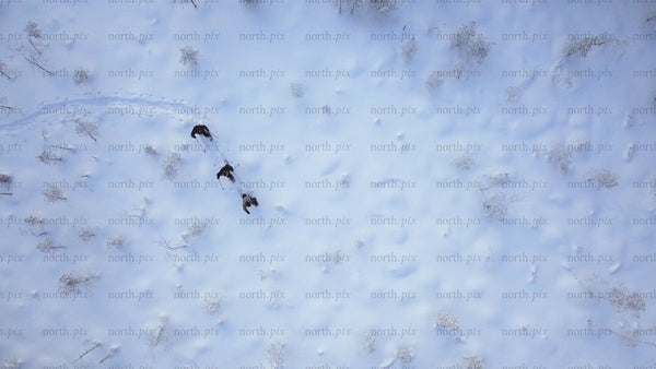 Aerial view of people snowshoeing in Gunnarsbyn