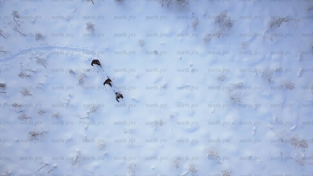 Aerial view of people snowshoeing in Gunnarsbyn