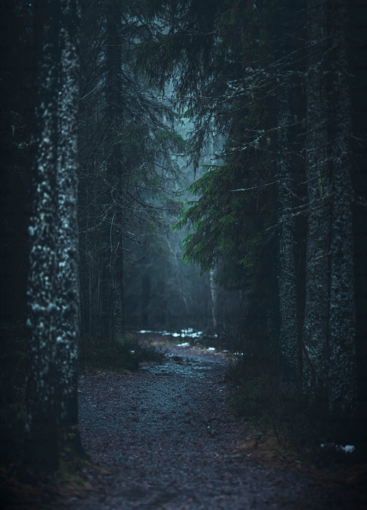 Path through a conifer forest at dusk