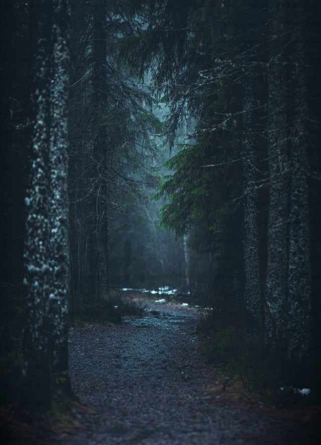 Path through a conifer forest at dusk