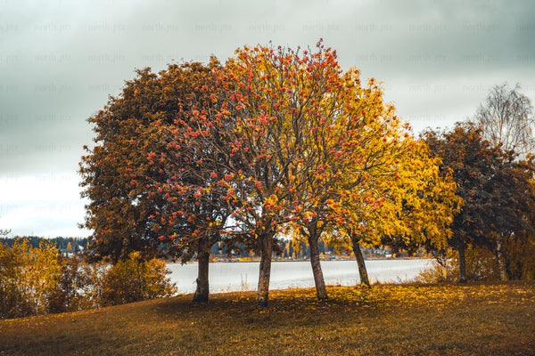 Autumn trees by lake with colorful foliage