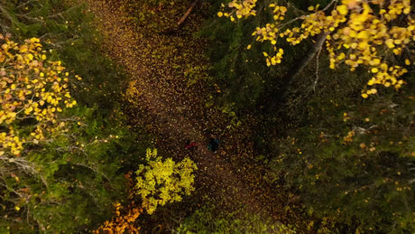 Autumn Forest Hike in Luleå: Aerial Drone Follows Two Hikers
