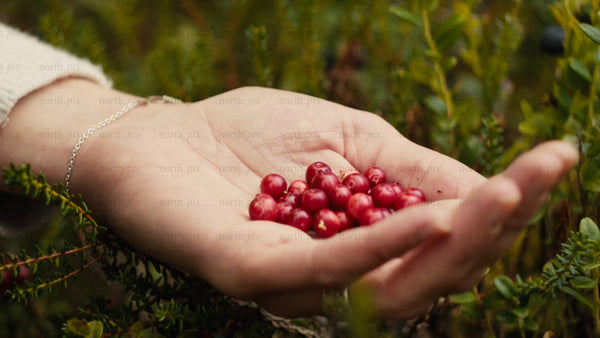 Close-up of hands picking lingonberries in the Luleå archipelago