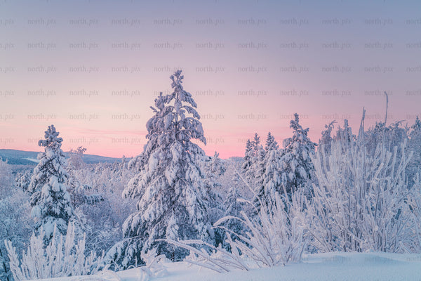 Snow-covered pine forest under a pink winter sky