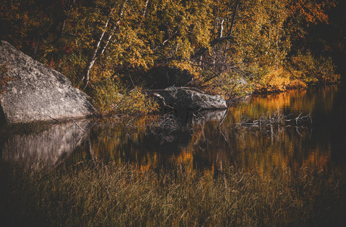Birch trees and rocks along lake shore in autumn