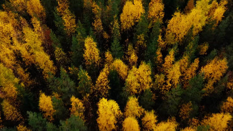 Autumn Forest in Luleå, Sweden: Aerial Drone View of Bälingeberget