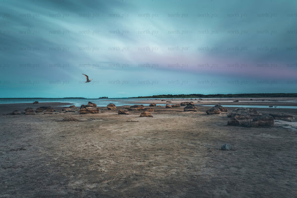 Seagull flying over rocky low-tide beach with cloudy sky