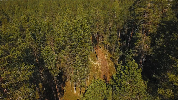 Summer fatbiking in Sandön, Luleå: A drone's eye view of Swedish forest trails