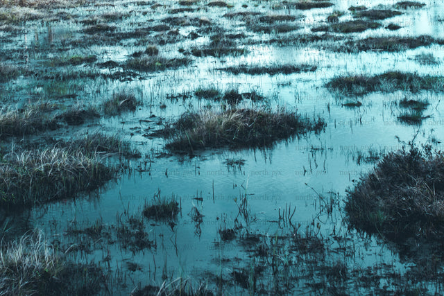 Marsh wetland with grass tussocks in low light