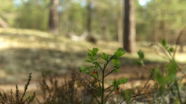 Fatbike passing plants in Luleå forest