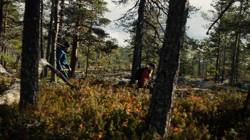 Höstvandring i Luleå, Sverige: Utforska Bällingebergets skogsstigar