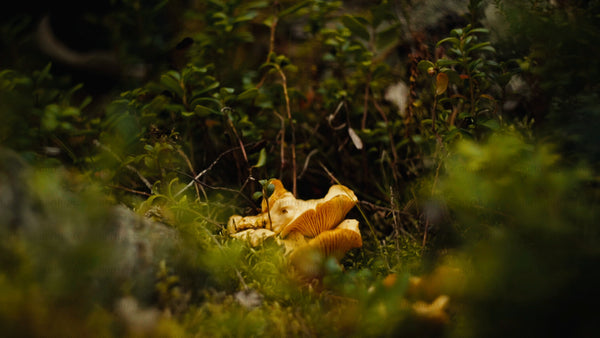 Picking chanterelle mushrooms in Luleå's summer forest