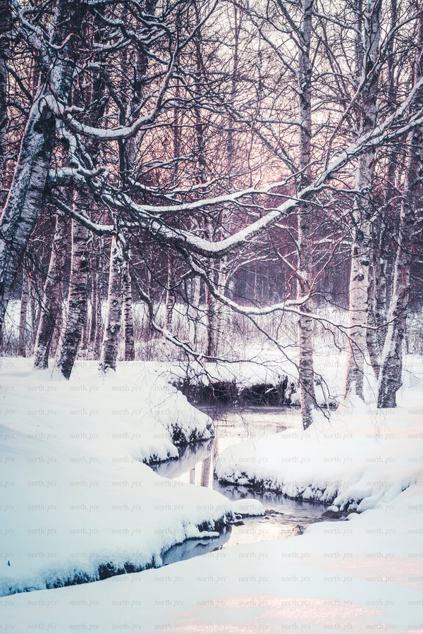 Winter birch forest with a narrow stream at sunrise