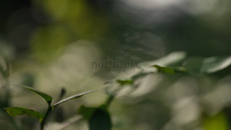 Serene Forest Macro: Leaves Gently Swaying in Dappled Sunlight