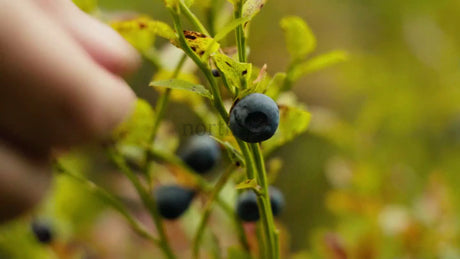 Picking Blueberries in the Luleå Archipelago on a Bright Summer Day