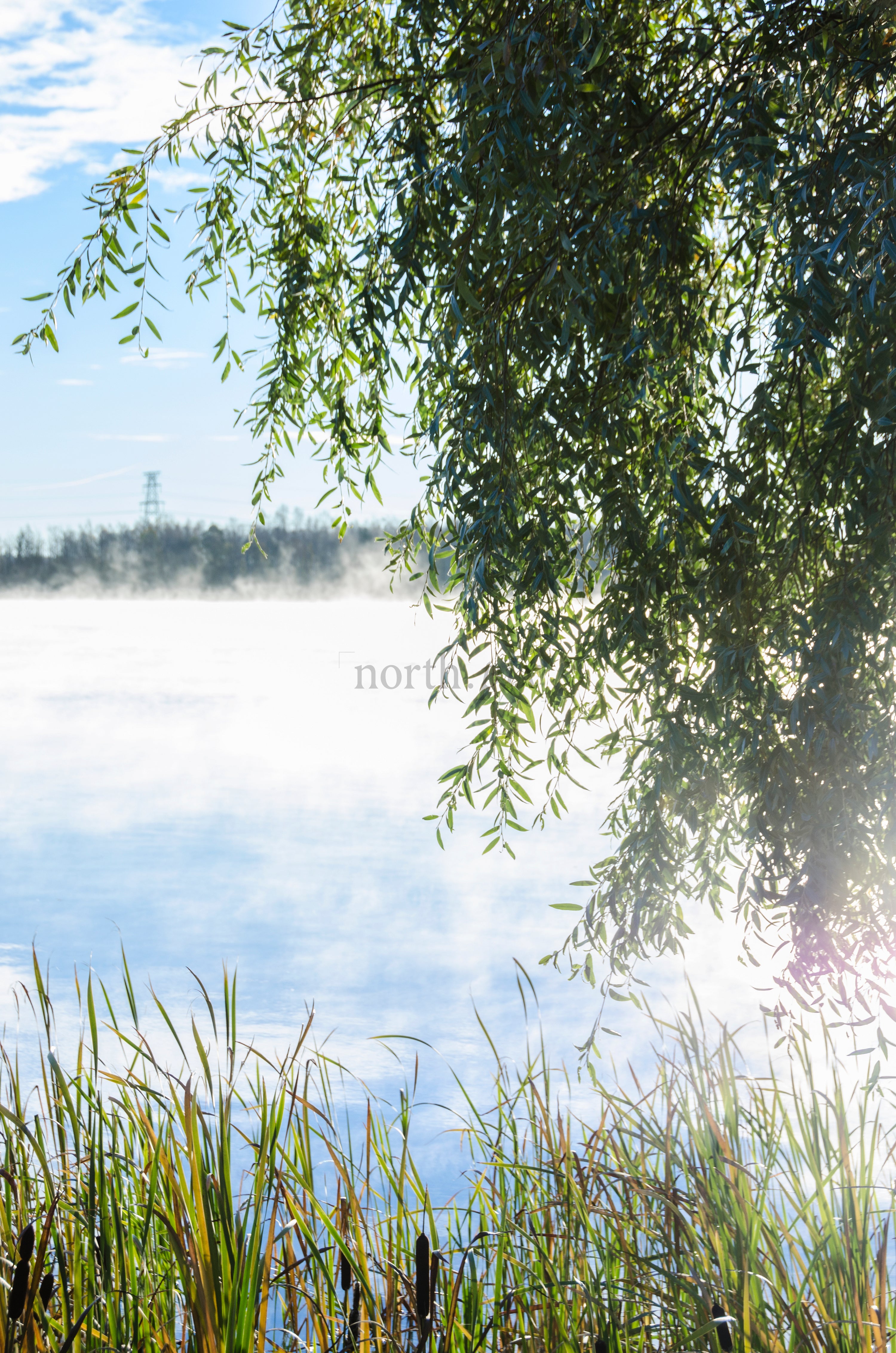 Willow branches over lake with morning mist