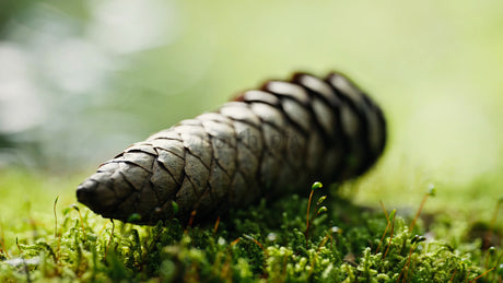 Macro Pine Cone on Moss Bed in Summer Forest With Slow Push In