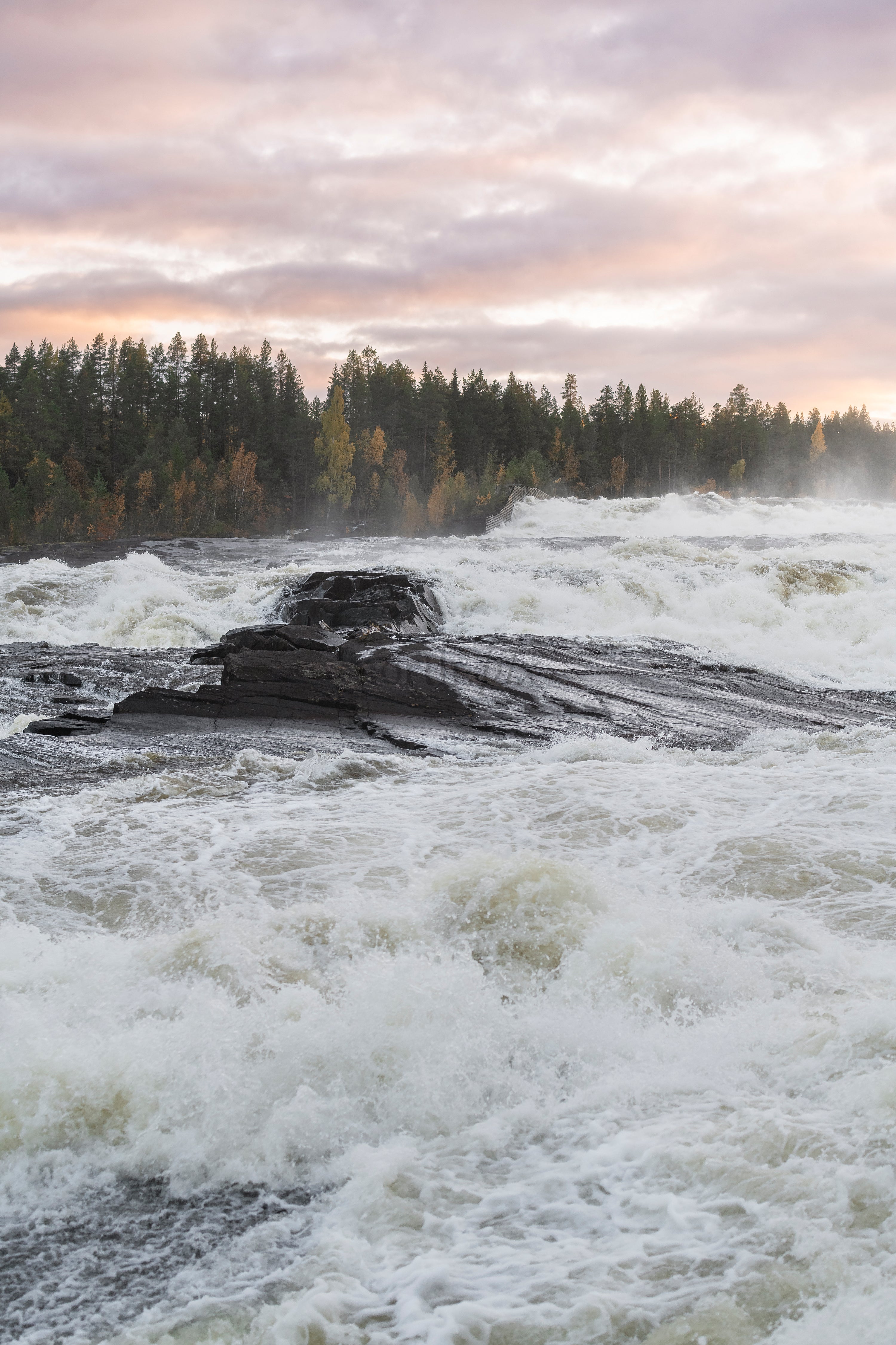 River rapids over rocks with autumn forest and pink sky