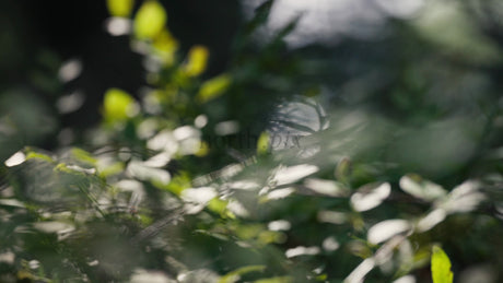 Macro Forest Floor Plants With Sunlight Shining Through Leaves