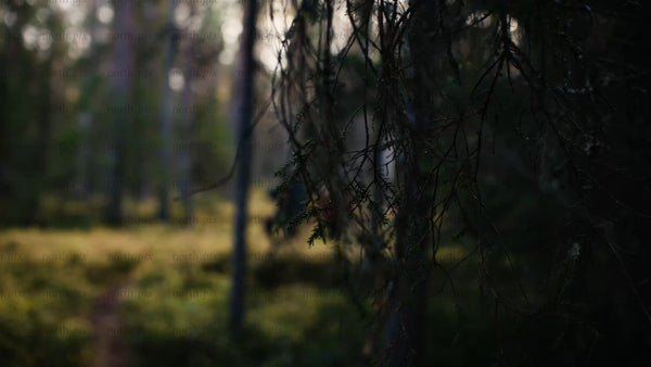 Autumn hike in Luleå: Two hikers explore a boreal forest
