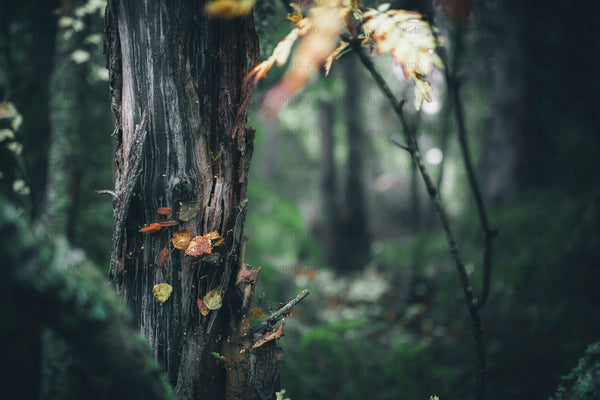 Close-up of tree trunk with fungi in autumn forest