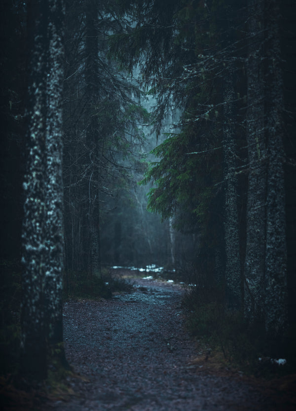 Path through a conifer forest at dusk