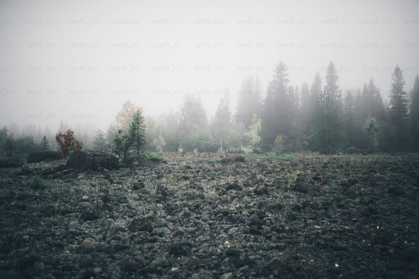 Foggy rocky field with pine forest in autumn morning