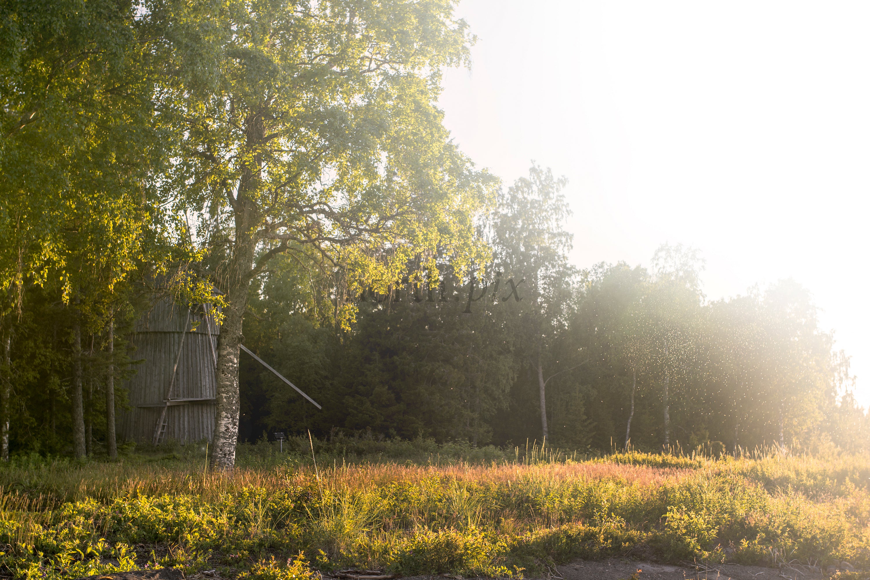 Old wooden windmill in forest clearing at golden hour