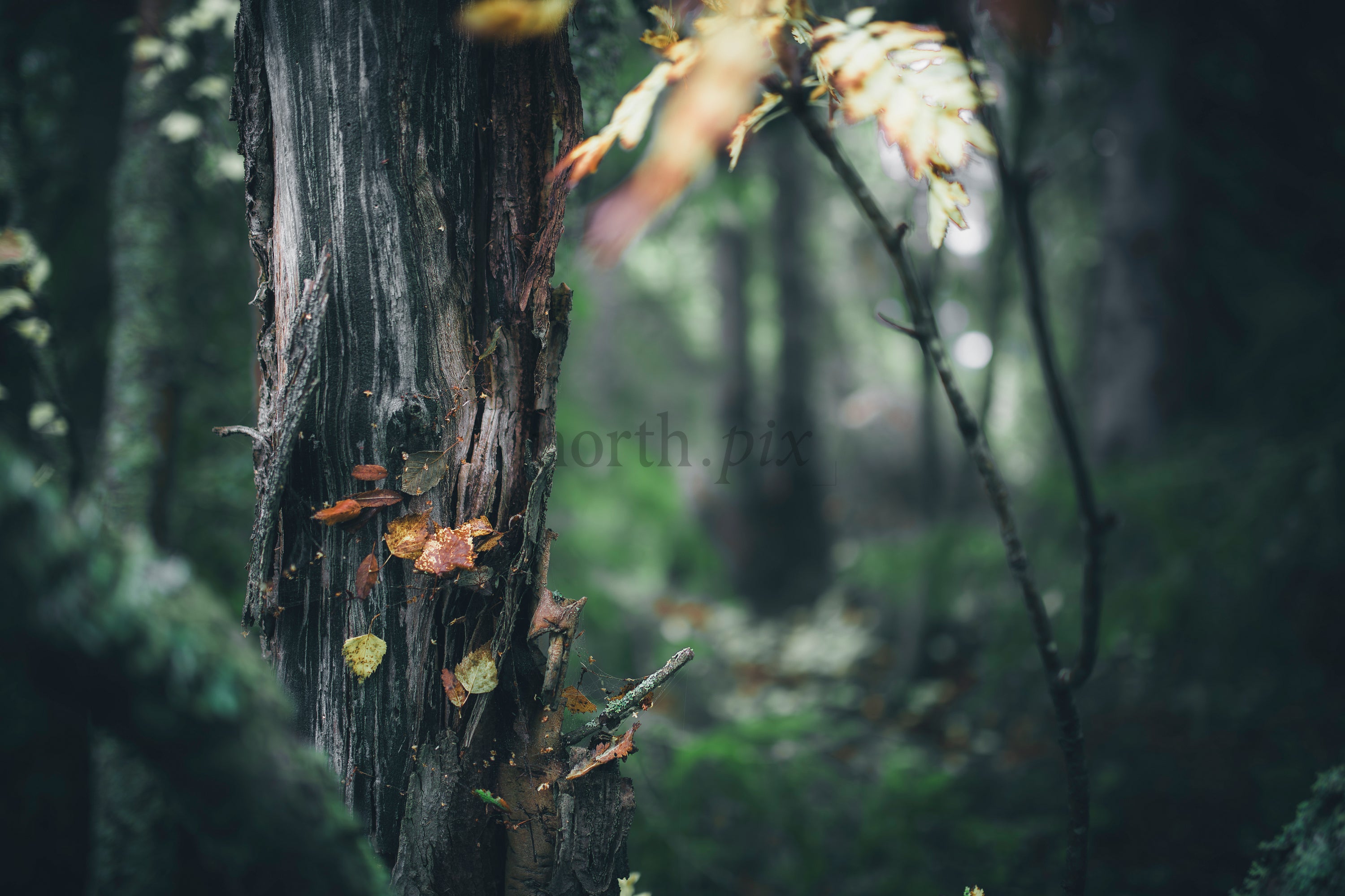 Close-up of tree trunk with fungi in autumn forest