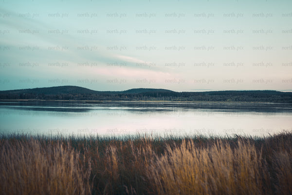 Lake shoreline with reed grass at dusk
