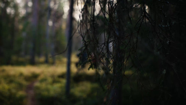 Autumn hike in Luleå: Two hikers explore a boreal forest