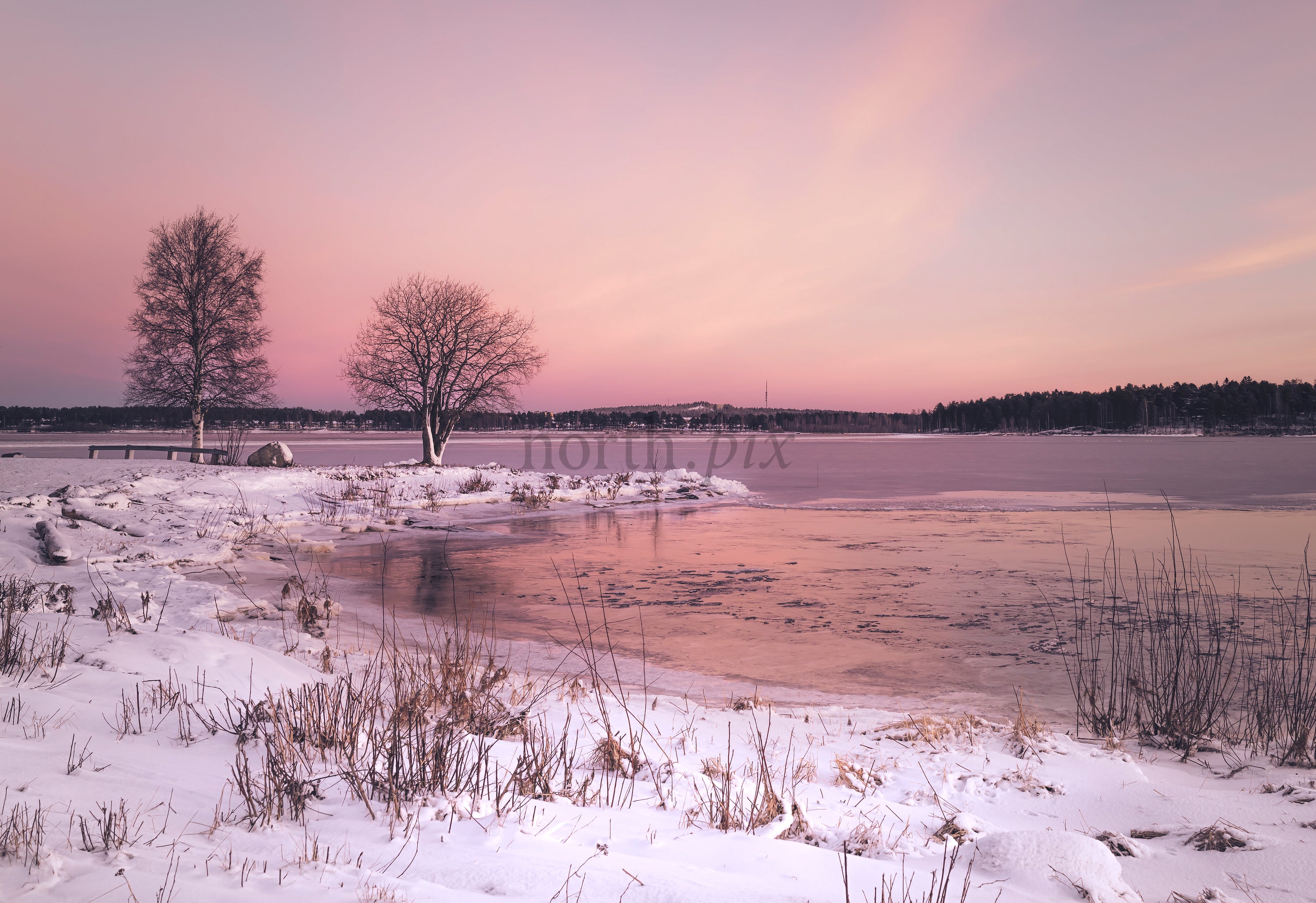 Two leafless trees by frozen lake at sunrise