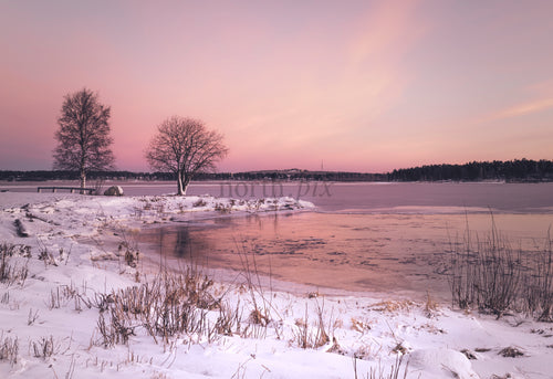 Two leafless trees by frozen lake at sunrise