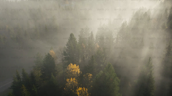 Misty autumn forest road with truck aerial view