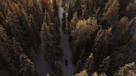 Snowmobile Riding Through Snowy Forest at Sunset in Gunnarsbyn