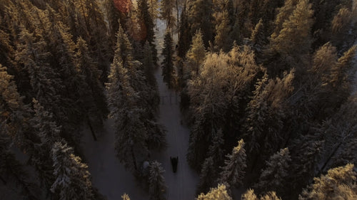 Snöskoterkörning genom snöig skog vid solnedgången i Gunnarsbyn