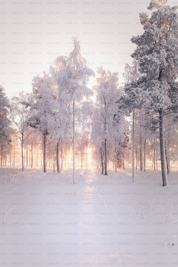 Snow-covered forest trees backlit by low winter sun