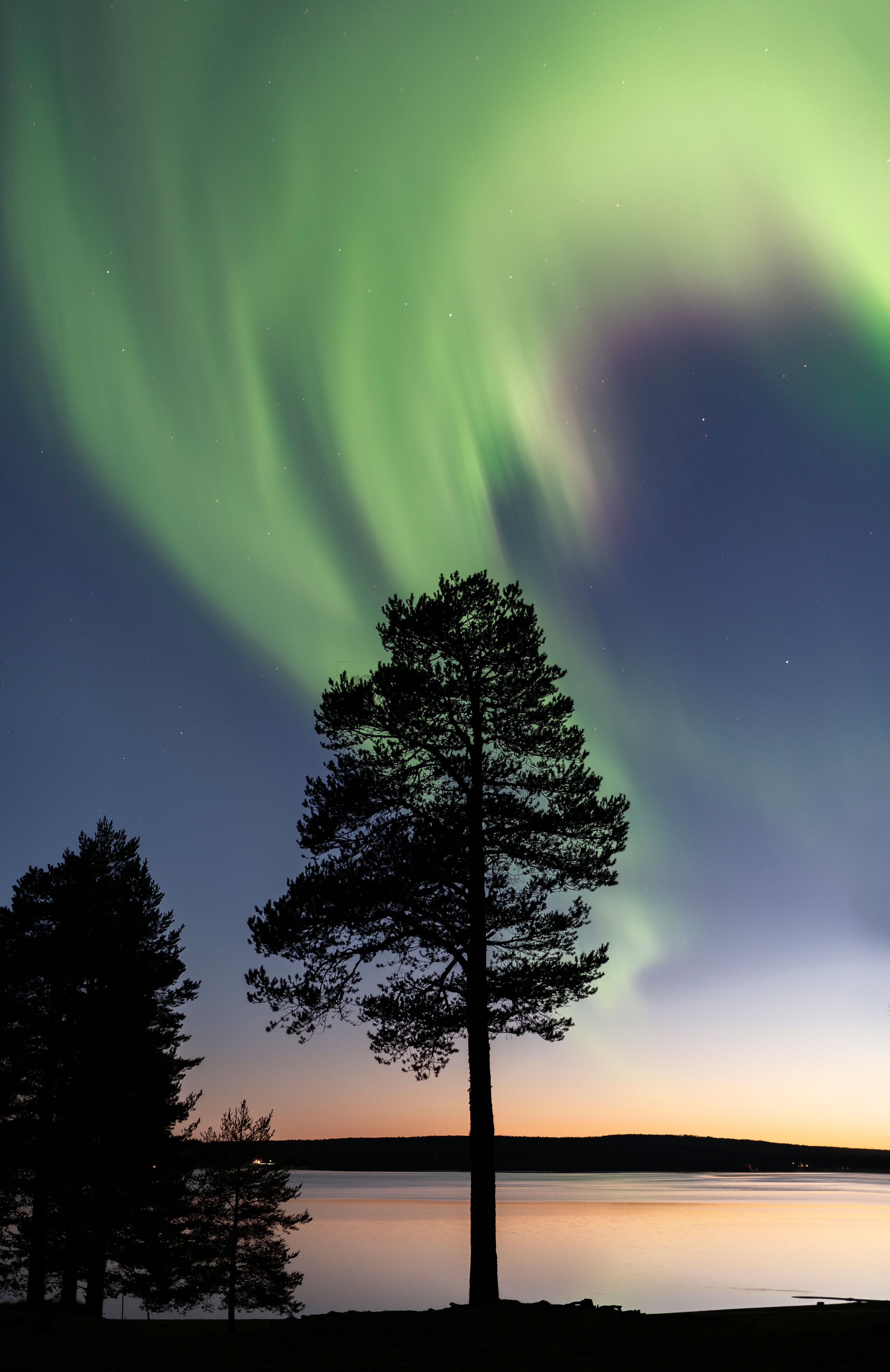 Northern lights over lone pine by lake at twilight