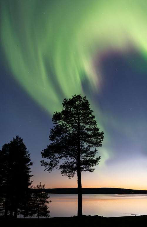 Northern lights over lone pine by lake at twilight