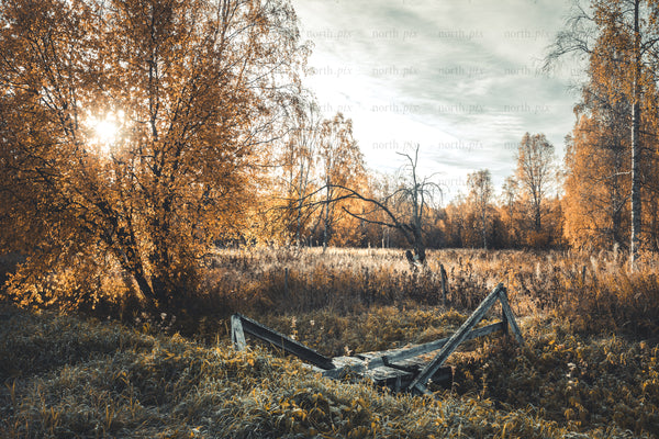 Collapsed wooden bridge in an autumn birch field