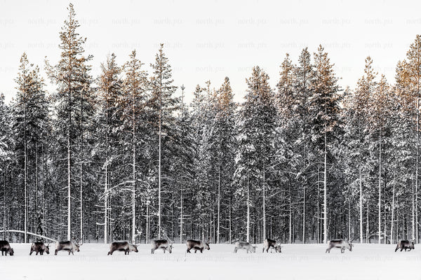 Reindeer grazing in snowy pine forest at daytime
