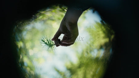 Macro Shot of Hand Picking Pine Cone Sprout in Forest with Blurry Camera Movement