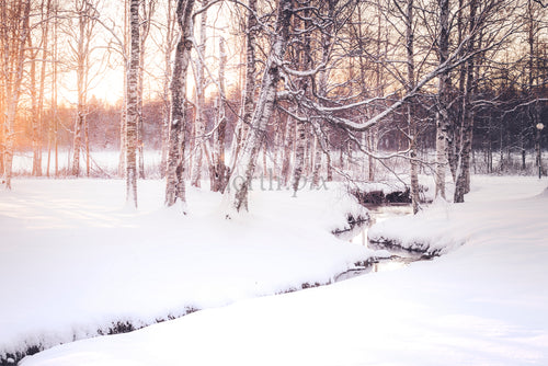 Björkar och snö intill en liten bäck vid soluppgången