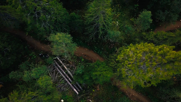 Mountain biker riding downhill on a forest trail