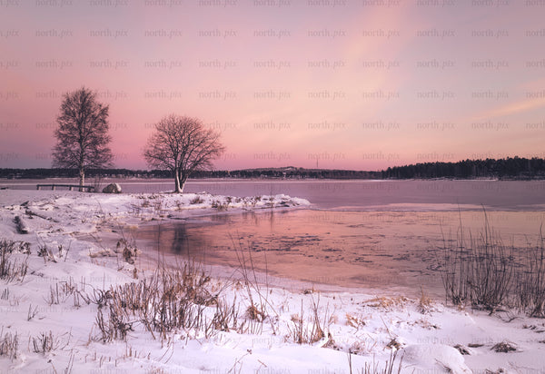 Two leafless trees by frozen lake at sunrise