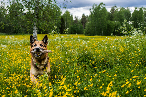 Dog with stick in a summer meadow, daytime