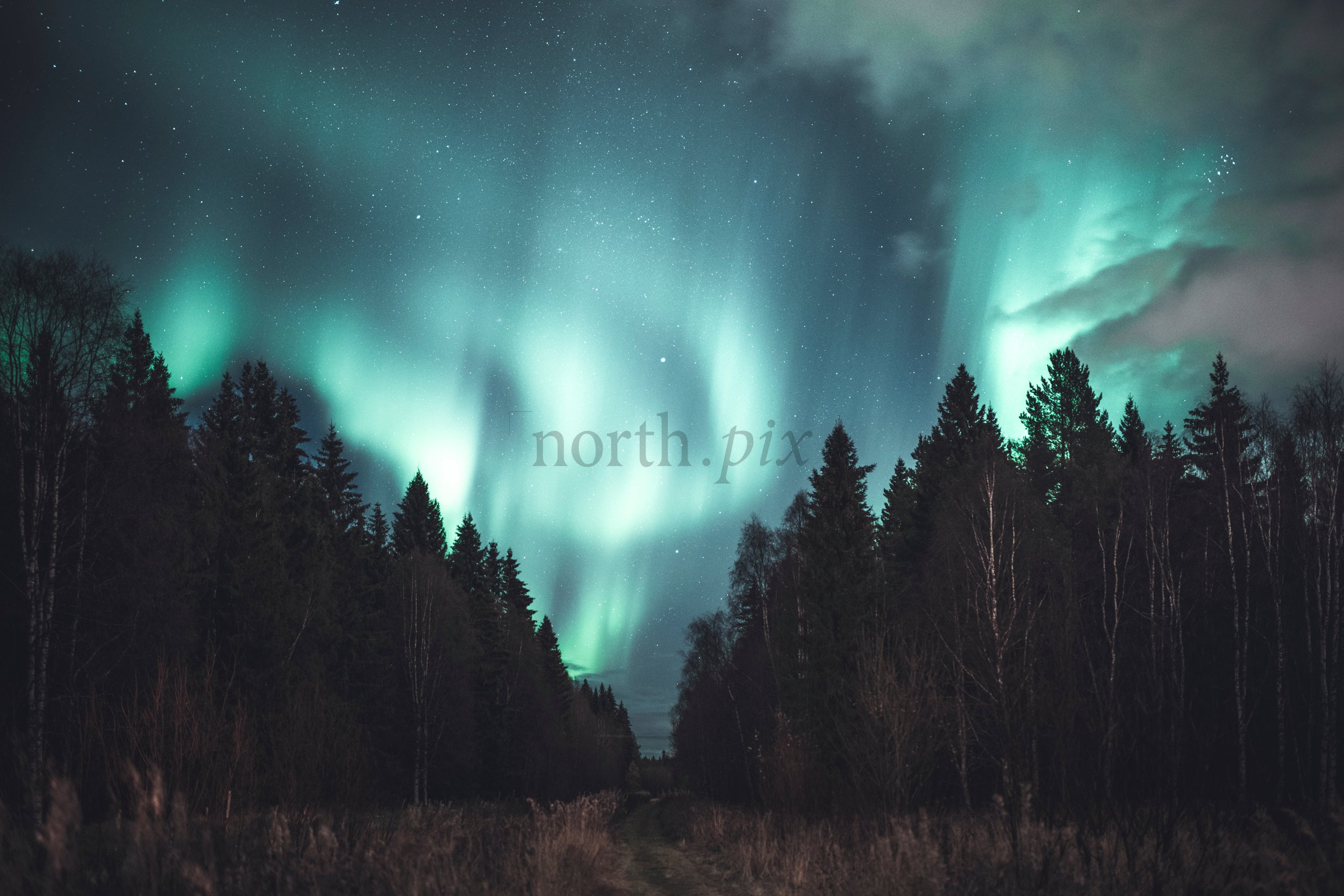 Northern lights over dark forest at night
